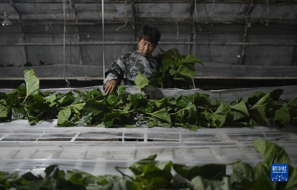 菲洛城娱乐